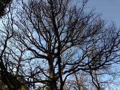 Quercus robur
