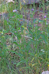Erigeron uintahensis