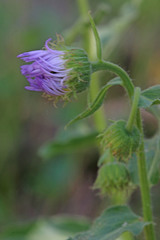 Erigeron uintahensis