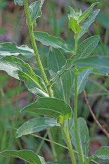 Erigeron uintahensis