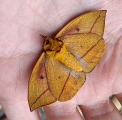 Catacantha ferruginea