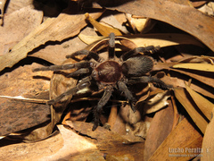 Catumiri argentinense
