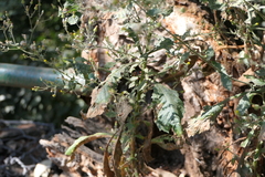Blumea paniculata