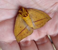 Catacantha ferruginea