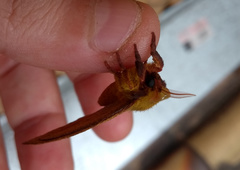 Catacantha ferruginea