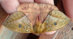 Catacantha ferruginea