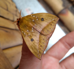 Catacantha ferruginea