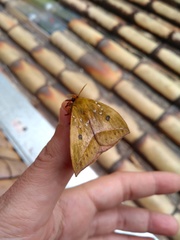 Catacantha ferruginea
