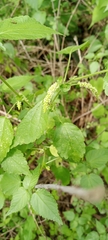 Acalypha cuspidata
