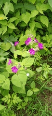 Mirabilis violacea