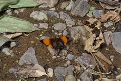 Marpesia marcella valetta