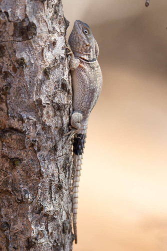 Merrem's Madagascar Swift