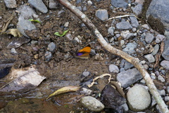 Marpesia marcella valetta