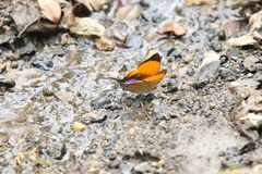 Marpesia marcella valetta