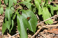 Marpesia marcella valetta