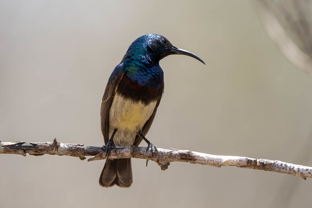 Souimanga Sunbird photo