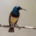 Souimanga Sunbird - Photo (c) Fran Wiesner, some rights reserved (CC BY-NC-ND), uploaded by Fran Wiesner