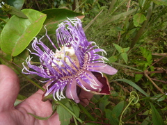 Passiflora cerasina