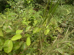 Passiflora cerasina
