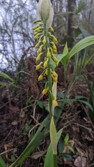 Calanthe lyroglossa