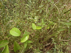 Passiflora cerasina