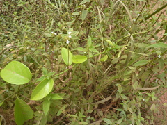 Passiflora cerasina