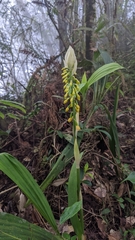 Calanthe lyroglossa
