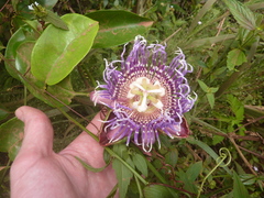Passiflora cerasina