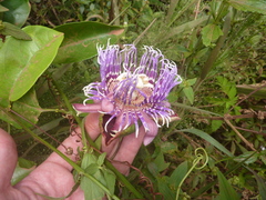 Passiflora cerasina