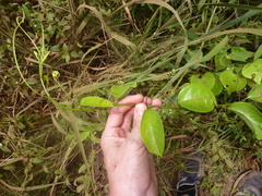 Passiflora cerasina