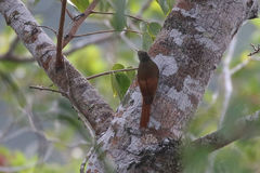 Sittasomus griseicapillus image