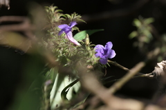 Strobilanthes integrifolius
