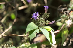 Strobilanthes integrifolius