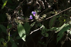 Strobilanthes integrifolius