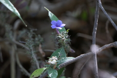 Strobilanthes integrifolius