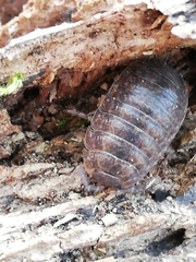 Porcellio debueni