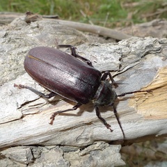 Rhaesus serricollis