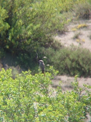 Lanius isabellinus