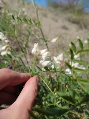 Vicia costata