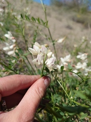 Vicia costata