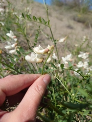 Vicia costata