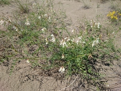 Vicia costata