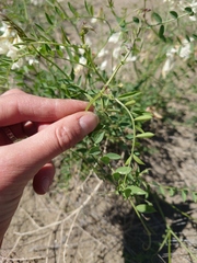 Vicia costata