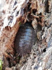 Porcellio debueni