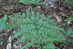 Davallia formosana