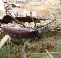 Rhaesus serricollis
