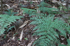 Davallia formosana