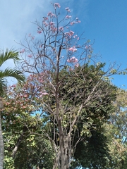 Tabebuia rosea