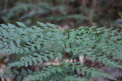 Davallia formosana