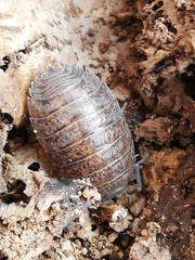 Porcellio debueni